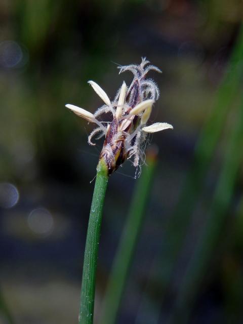 Bahnička bahenní (Eleocharis palustris (L.) Roem. & Schult.)