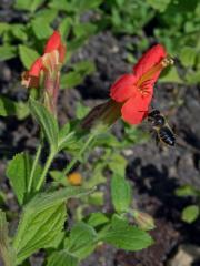 Kejklířka šarlatová (Erythranthe cardinalis (Dougl. ex Benth.) Spach)  