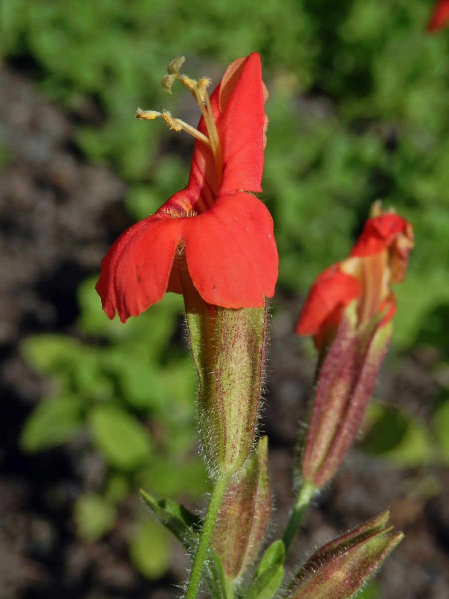 Kejklířka (Erythranthe Spach)