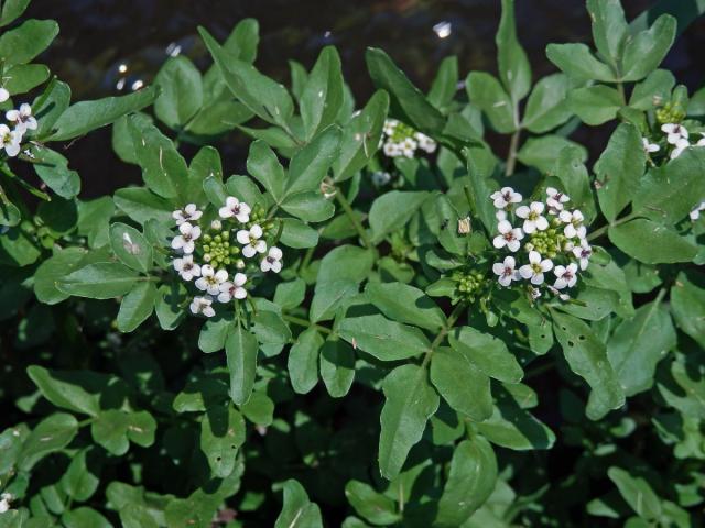 Potočnice lékařská (Nasturtium officinale R. Br.)