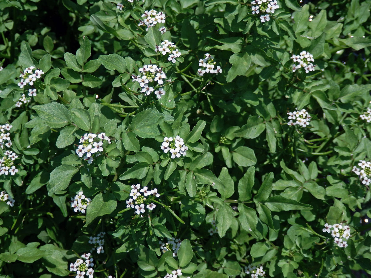 Potočnice lékařská (Nasturtium officinale R. Br.)