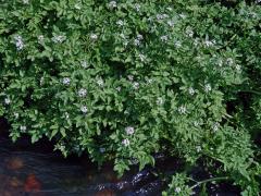 Potočnice lékařská (Nasturtium officinale R. Br.)