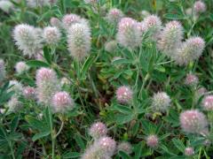 Jetel rolní (Trifolium arvense L.)