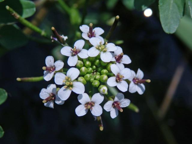 Potočnice lékařská (Nasturtium officinale R. Br.)