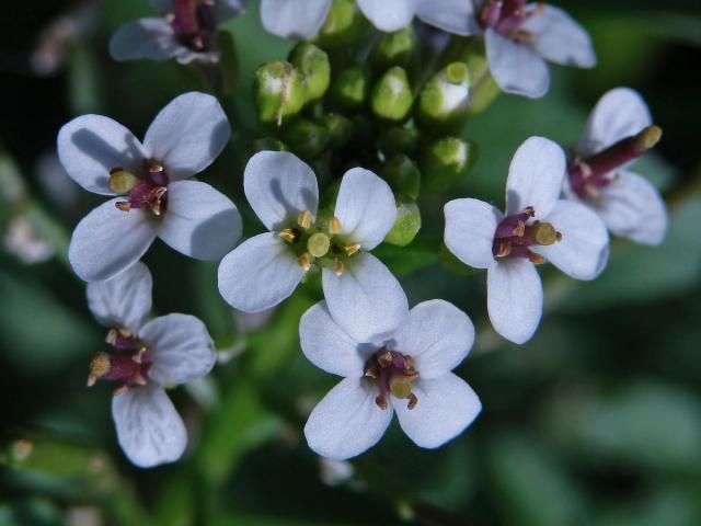 Potočnice lékařská (Nasturtium officinale R. Br.)