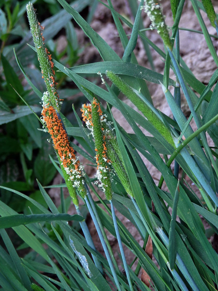 Psárka plavá (Alopecurus aequalis Sobol.)