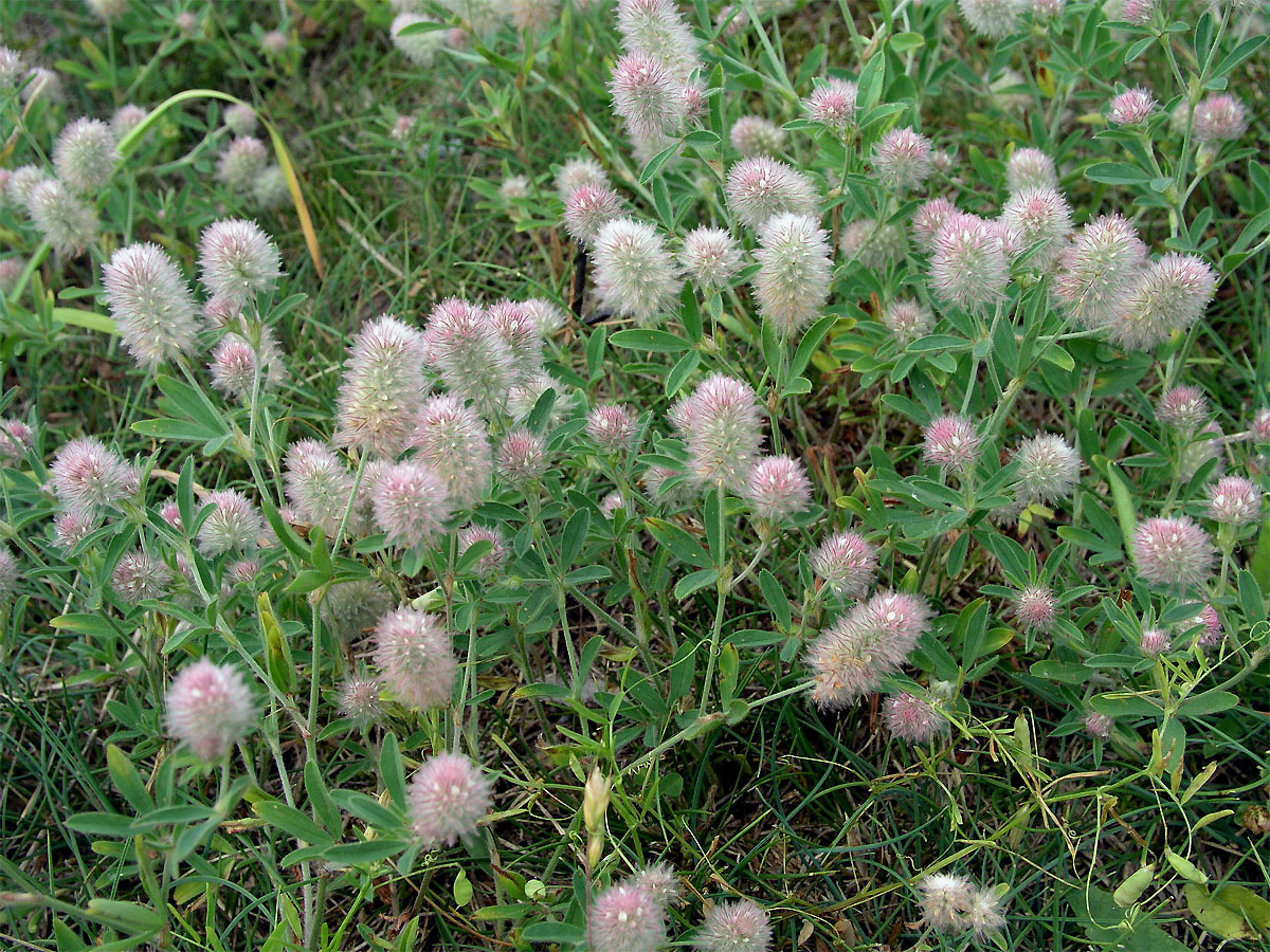 Jetel rolní (Trifolium arvense L.)