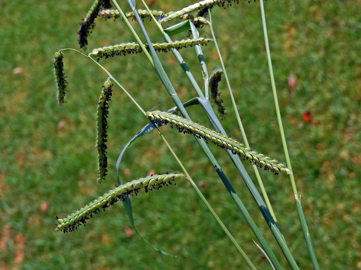 Paspal (Paspalum dilatatum Poir.)