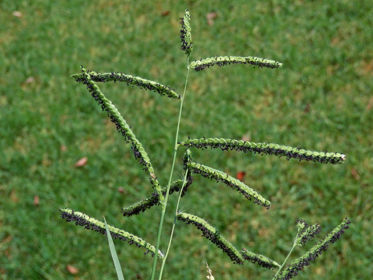 Paspal (Paspalum dilatatum Poir.)