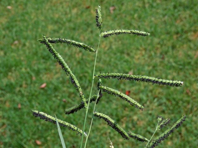 Paspal (Paspalum dilatatum Poir.)