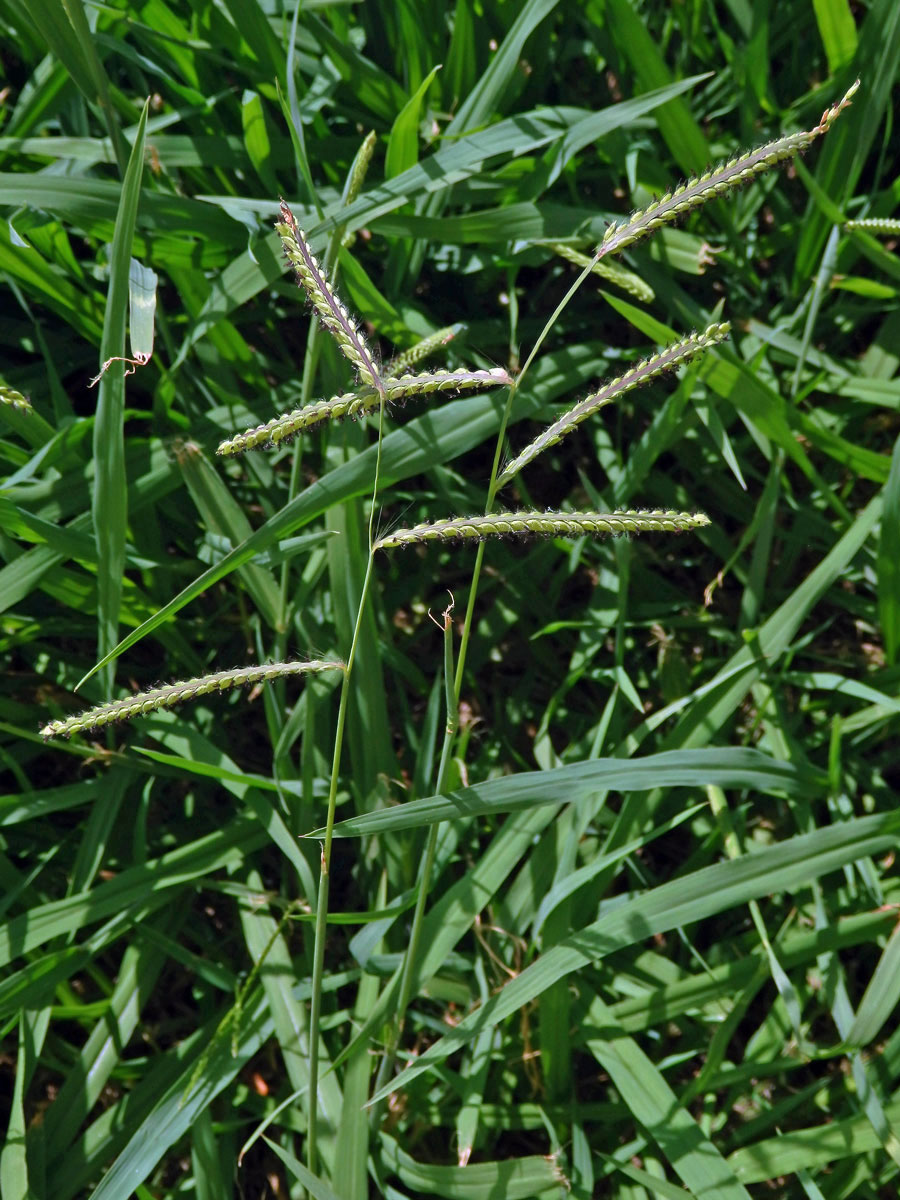 Paspal (Paspalum dilatatum Poir.)