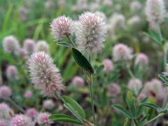 Jetel rolní (Trifolium arvense L.)