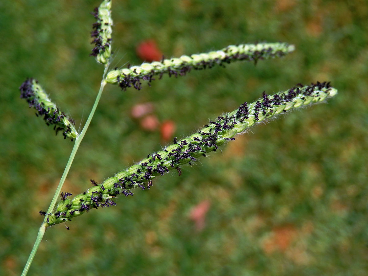 Paspal (Paspalum dilatatum Poir.)