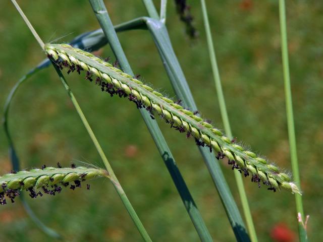 Paspal (Paspalum dilatatum Poir.)