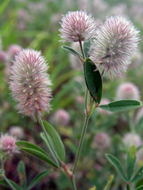 Jetel rolní (Trifolium arvense L.)