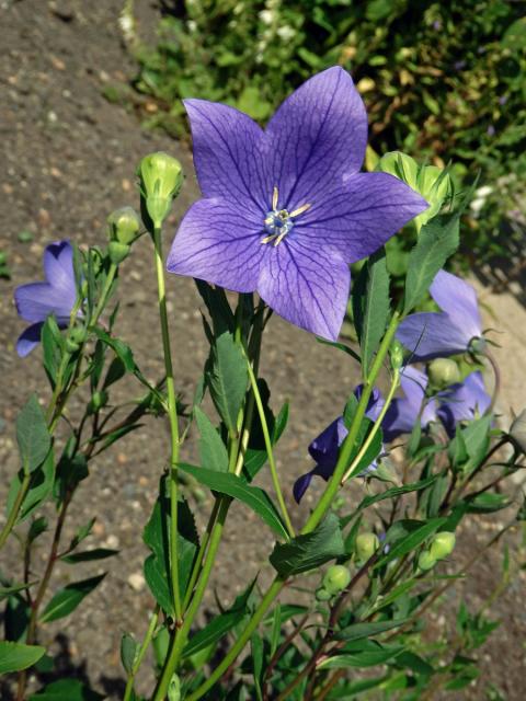 Boubelka velkokvětá (Platycodon grandiflorus (Jacq.) A. DC.)