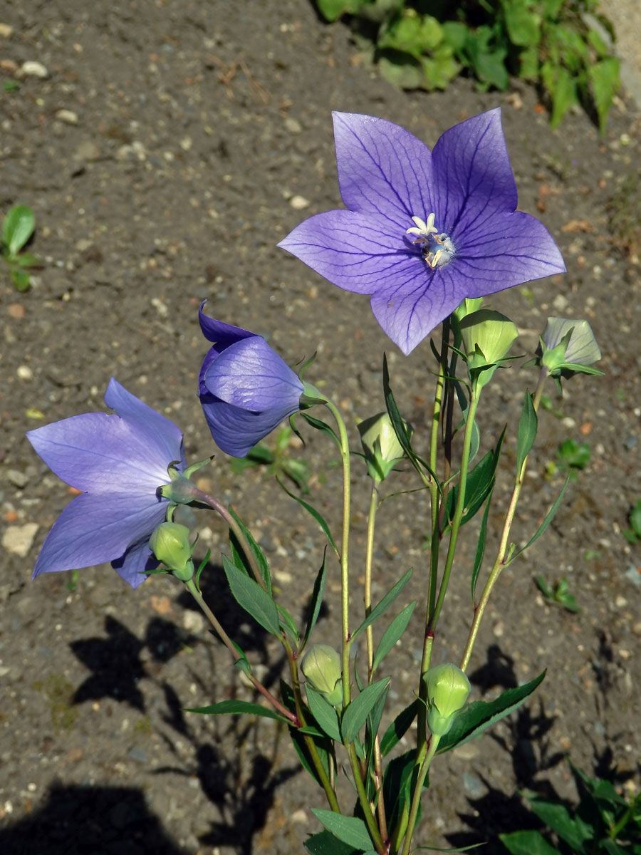 Boubelka velkokvětá (Platycodon grandiflorus (Jacq.) A. DC.)