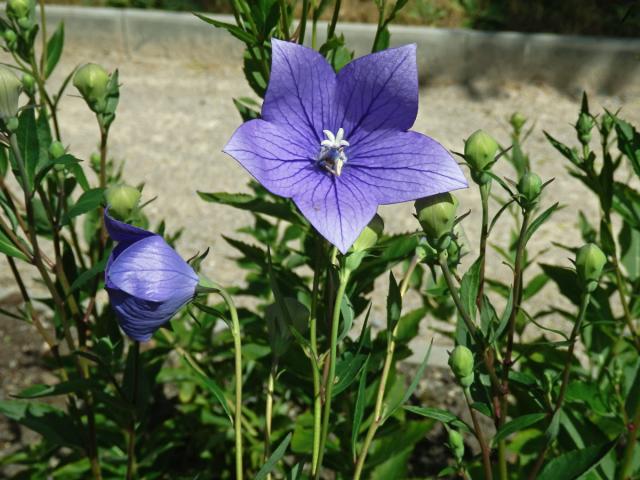 Boubelka velkokvětá (Platycodon grandiflorus (Jacq.) A. DC.)