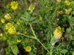 Jetel zlatý (Trifolium aureum Pollich.)