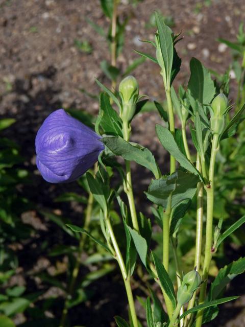 Boubelka velkokvětá (Platycodon grandiflorus (Jacq.) A. DC.)