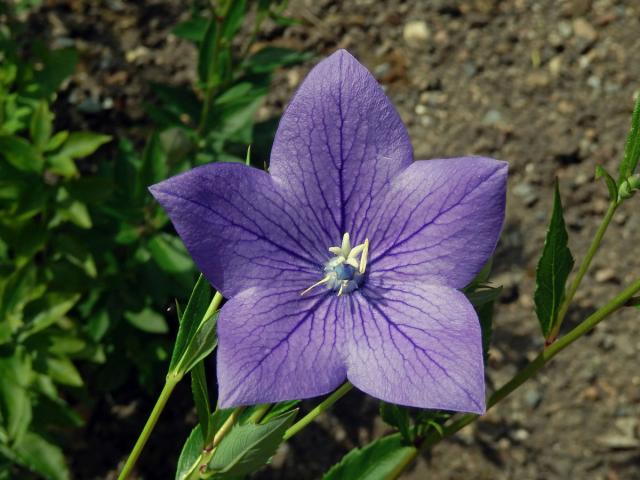 Boubelka velkokvětá (Platycodon grandiflorus (Jacq.) A. DC.)