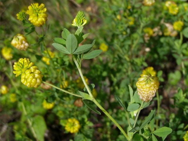 Jetel zlatý (Trifolium aureum Pollich.)