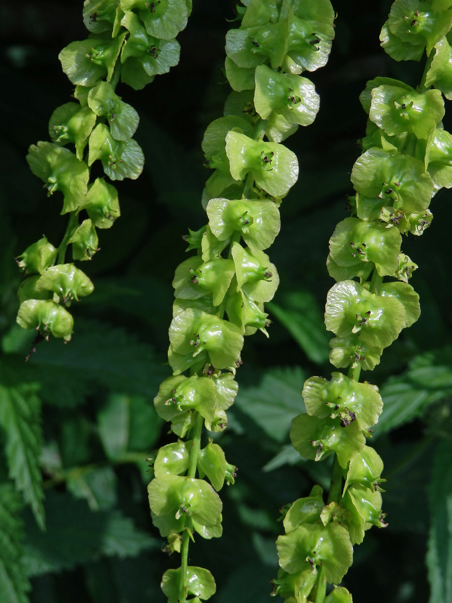 Lapina jasanolistá (Pterocarya pterocarpa (Michx) Kunth)