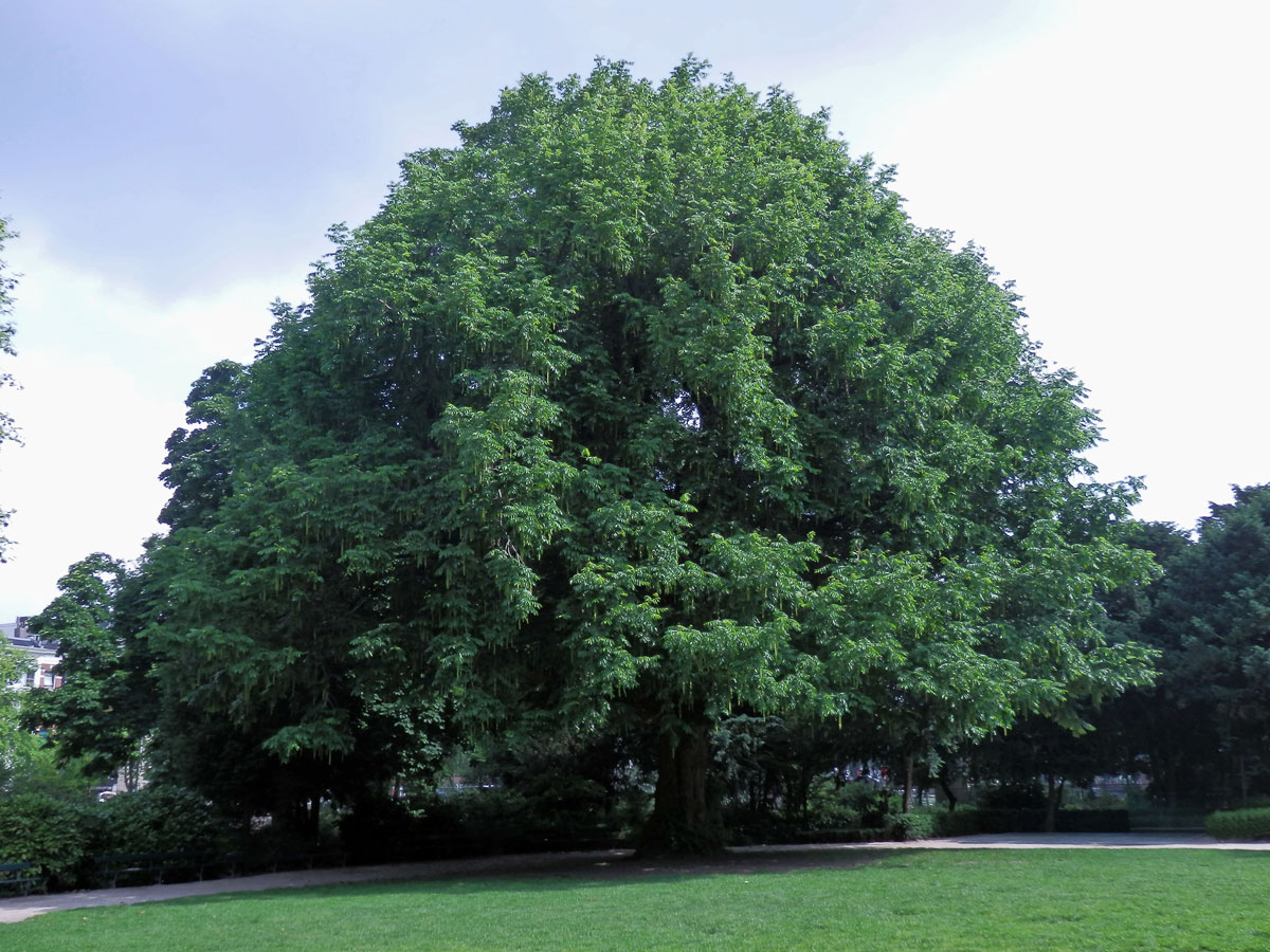 Lapina jasanolistá (Pterocarya pterocarpa (Michx) Kunth)