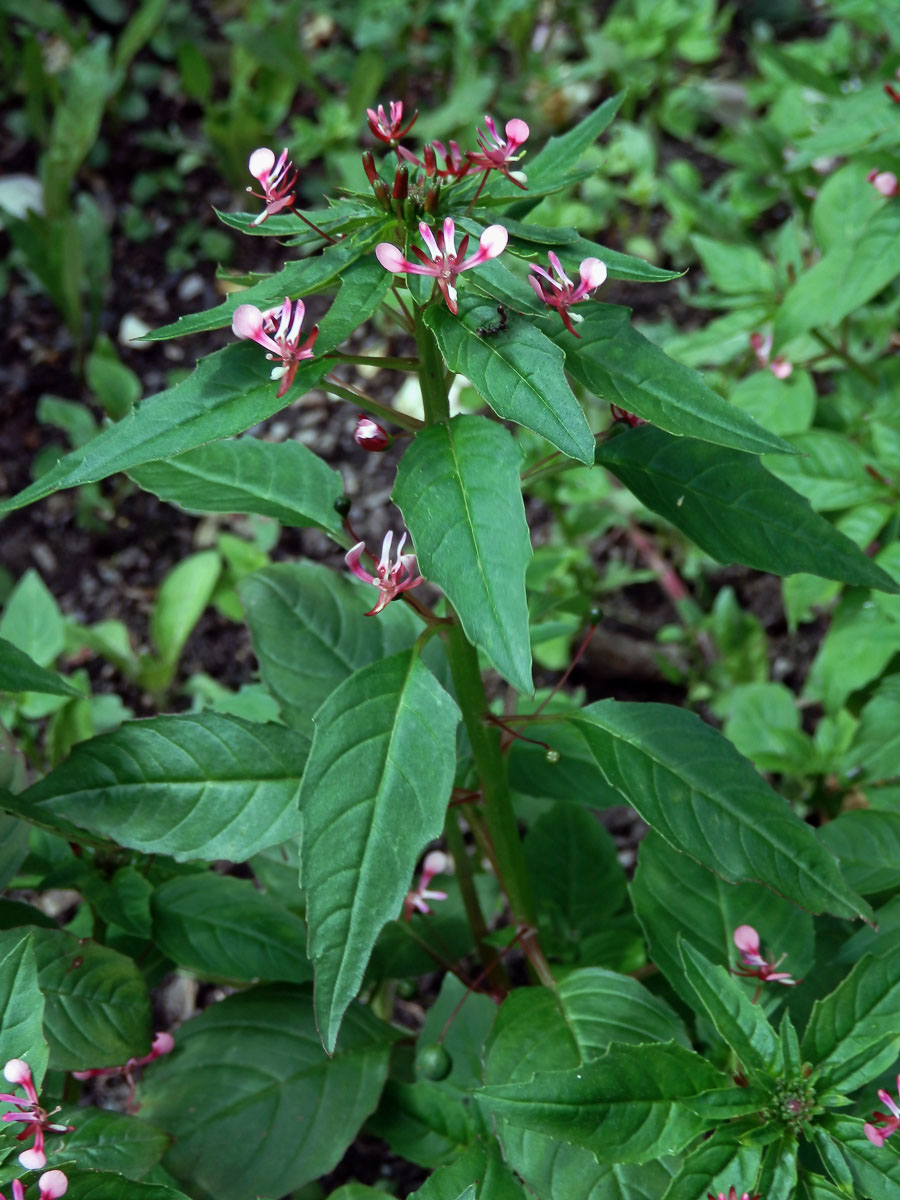 Lopezia racemosa Cav.