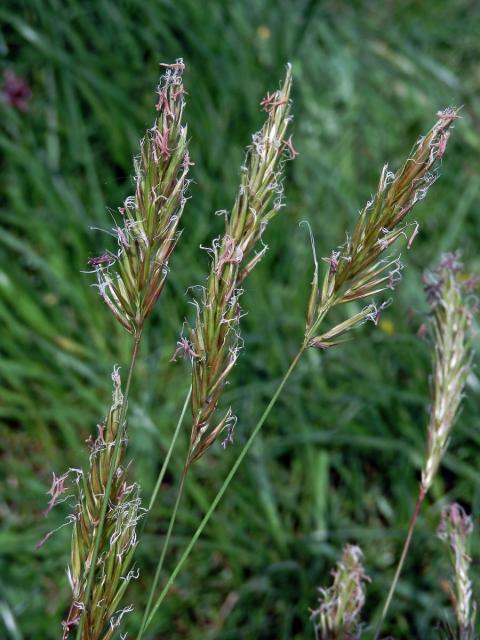 Tomka vonná (Anthoxanthum odoratum L.)