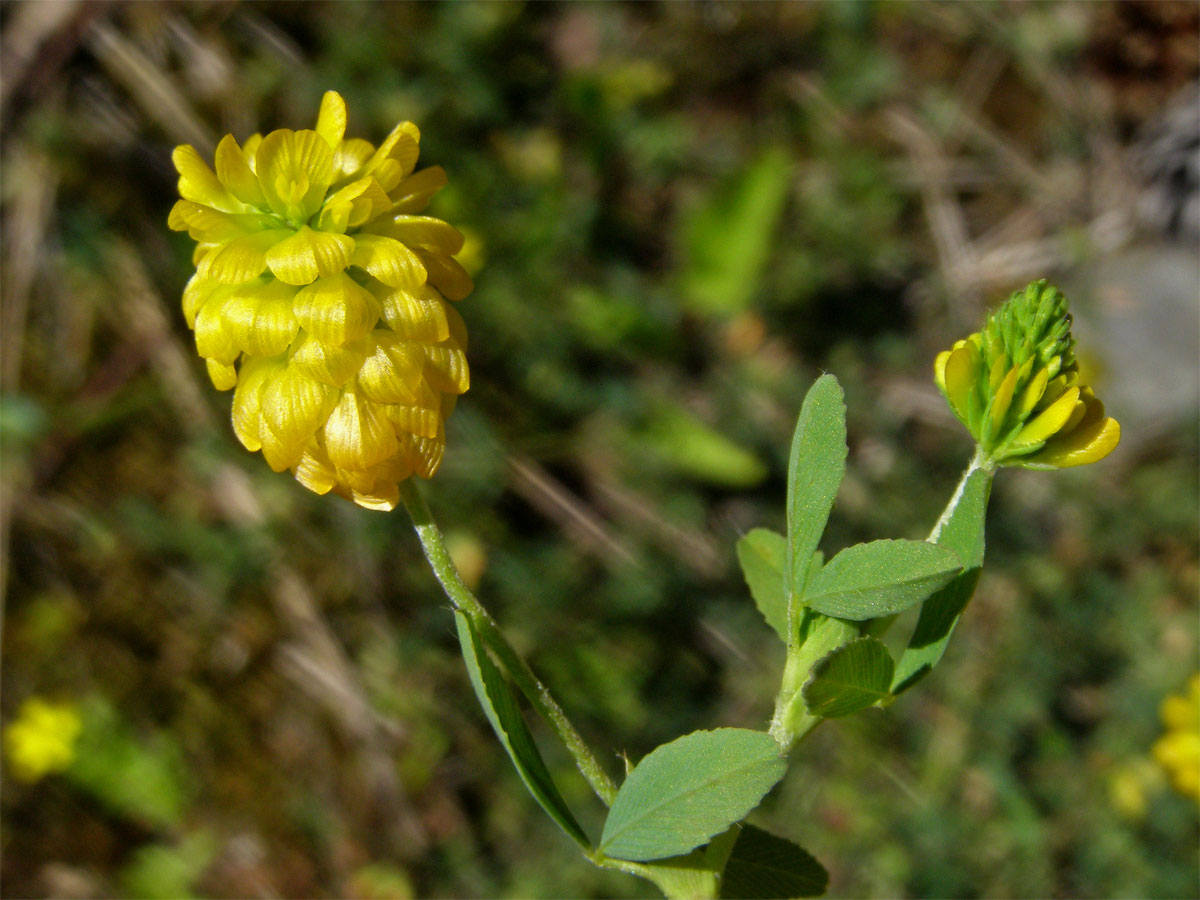 Jetel zlatý (Trifolium aureum Pollich.)