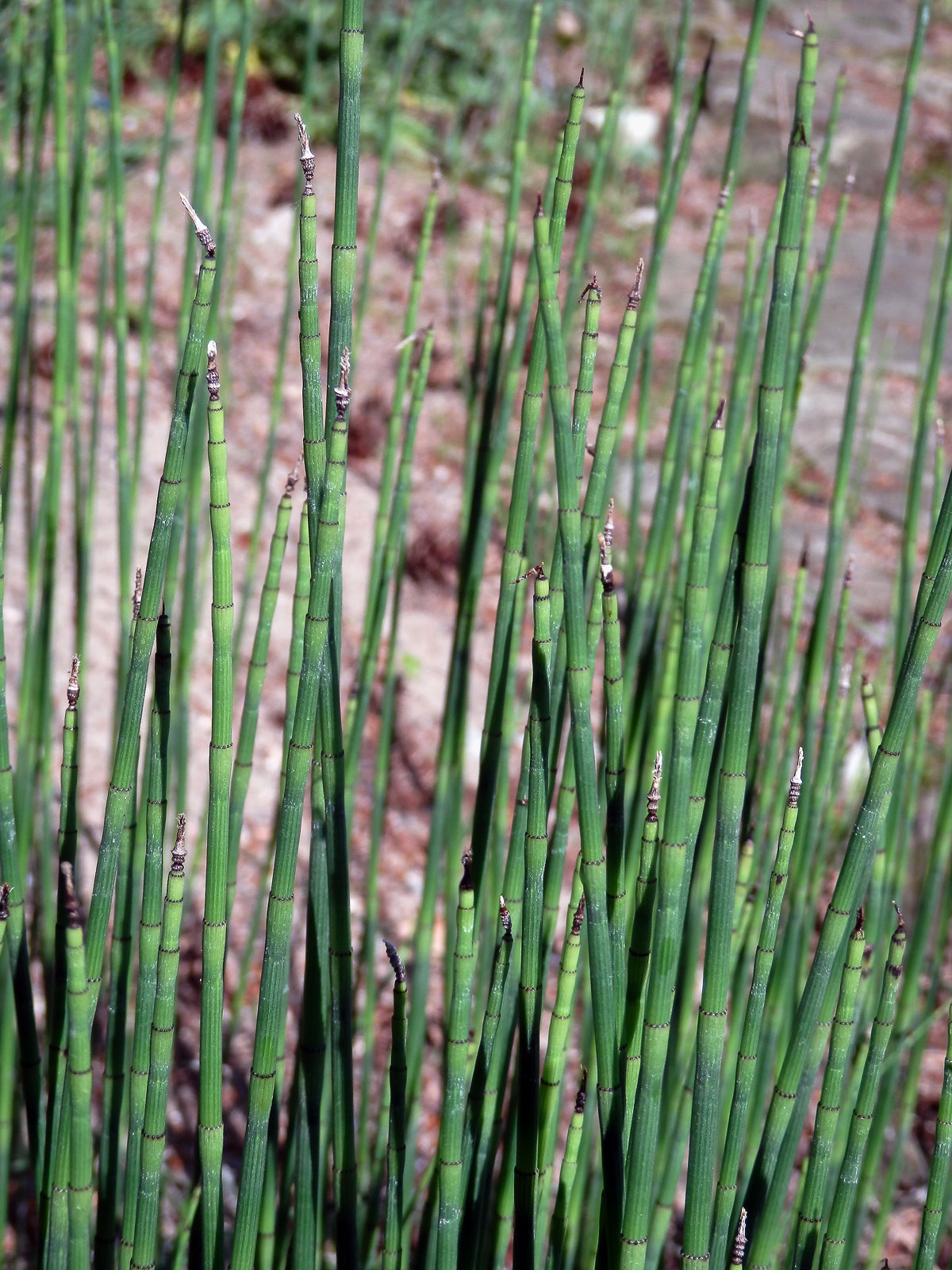 Přeslička Mooreova (Equisetum × moorei Newman)