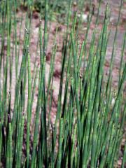 Přeslička Mooreova (Equisetum × moorei Newman)  