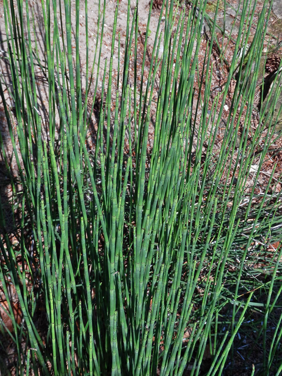 Přeslička Mooreova (Equisetum × moorei Newman)