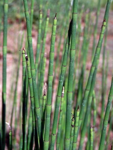 Přeslička Mooreova (Equisetum × moorei Newman)