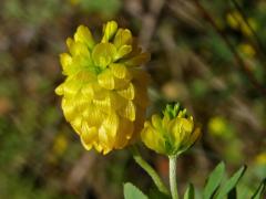 Jetel zlatý (Trifolium aureum Pollich.)