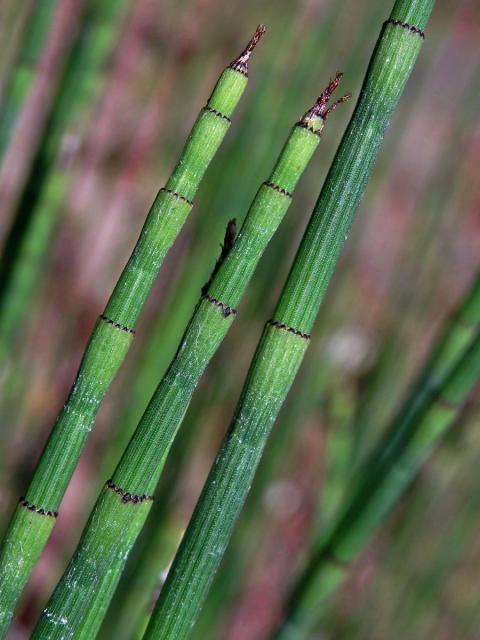 Přeslička Mooreova (Equisetum × moorei Newman)