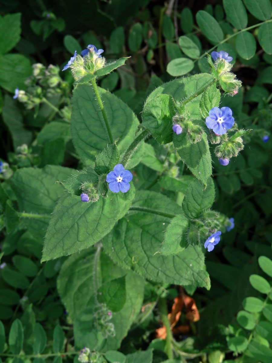 Pilátka vždyzelená (Pentaglottis sempervirens (L.) L. W. Bailey)