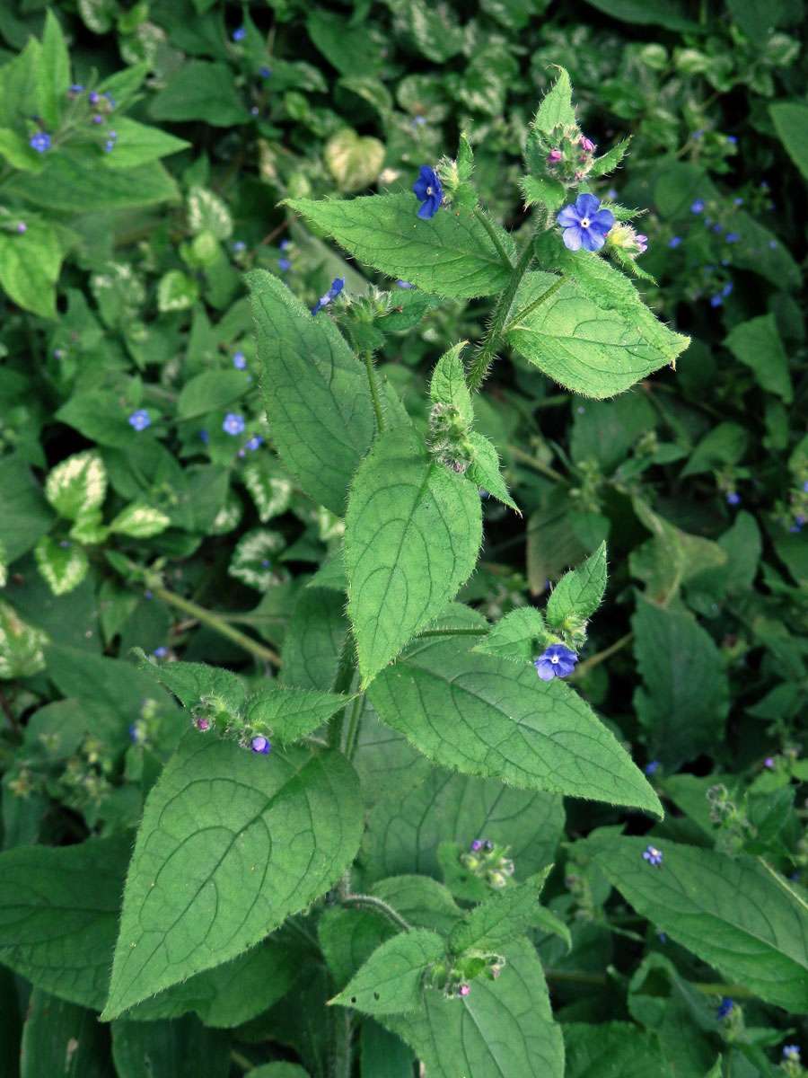 Pilátka vždyzelená (Pentaglottis sempervirens (L.) L. W. Bailey)