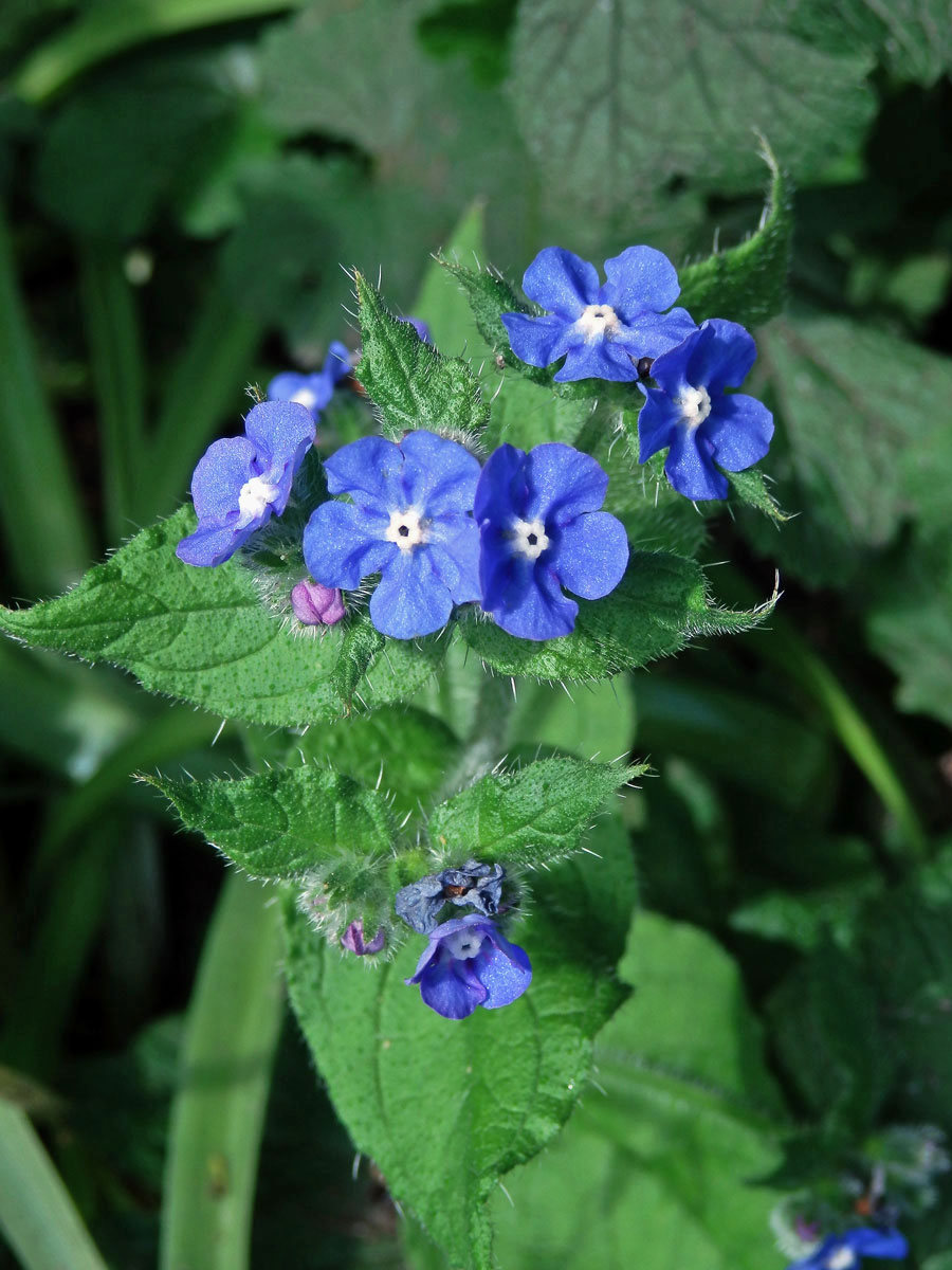 Pilátka vždyzelená (Pentaglottis sempervirens (L.) L. W. Bailey)