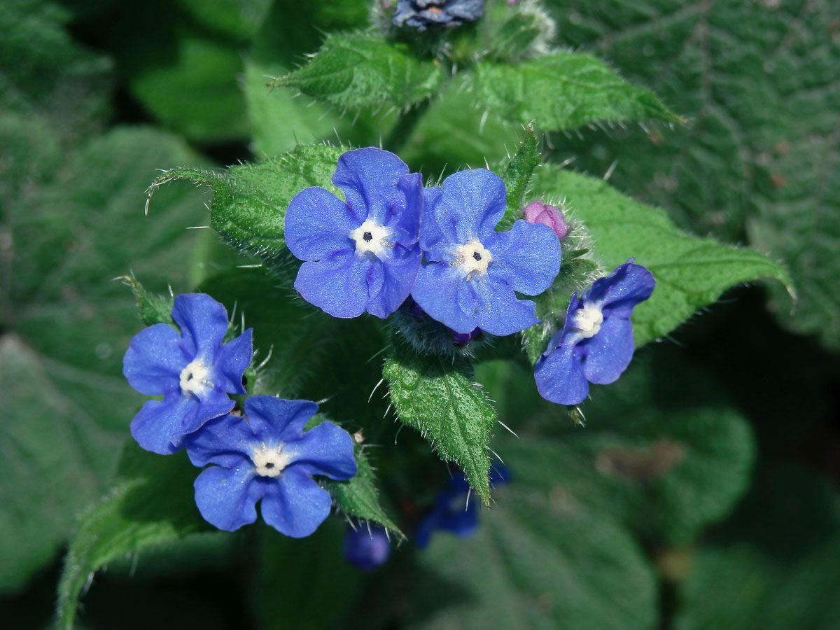 Pilátka vždyzelená (Pentaglottis sempervirens (L.) L. W. Bailey)