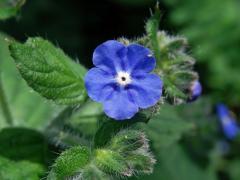 Pilátka vždyzelená (Pentaglottis sempervirens (L.) L. W. Bailey)