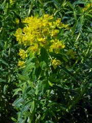 Pryšec bahenní (Euphorbia palustris L.)