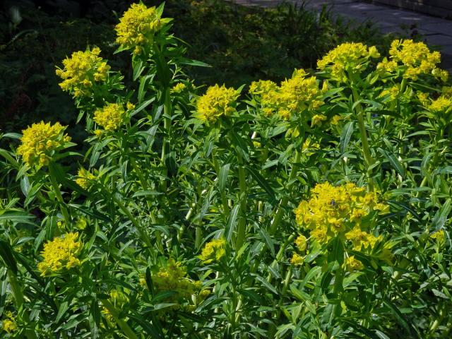 Pryšec bahenní (Euphorbia palustris L.)