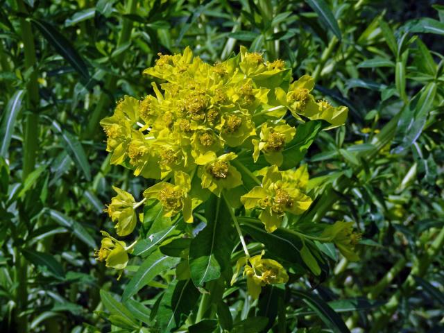 Pryšec bahenní (Euphorbia palustris L.)