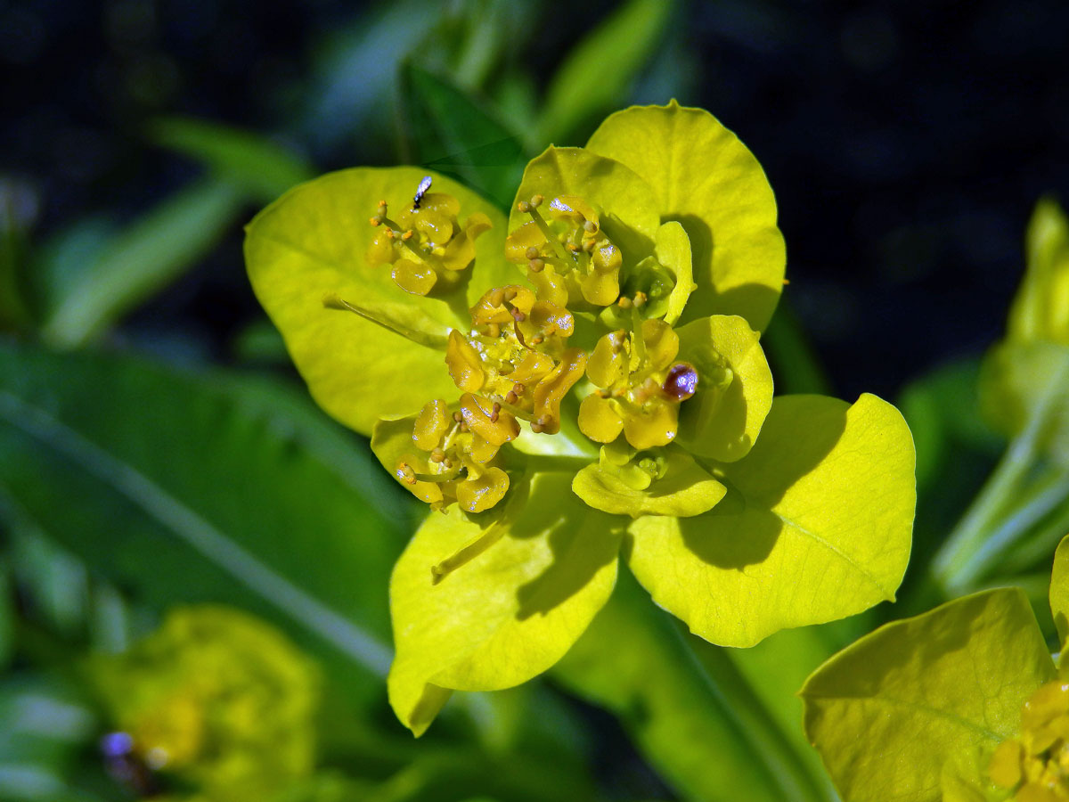 Pryšec bahenní (Euphorbia palustris L.)