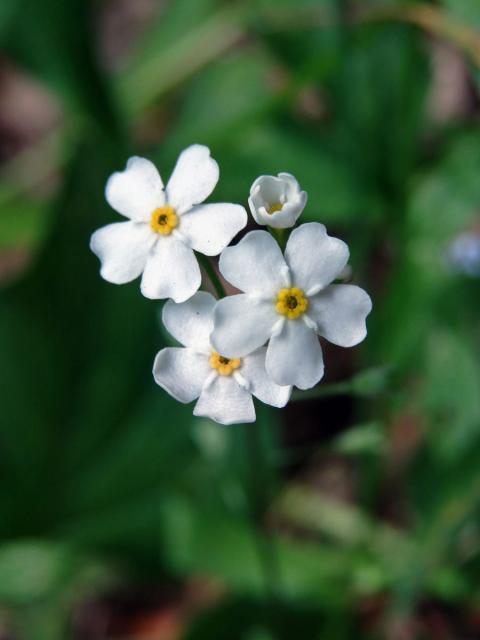 Pomněnka lesní (Myosotis sylvatica Hoffm.) s bílými květy (3a)