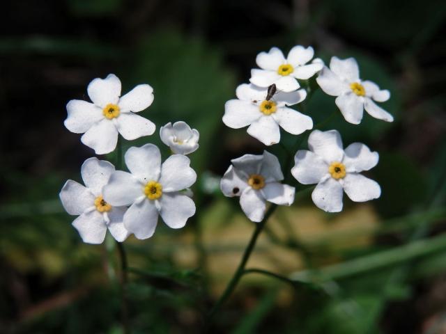 Pomněnka lesní (Myosotis sylvatica Hoffm.) s bílými květy (3b)