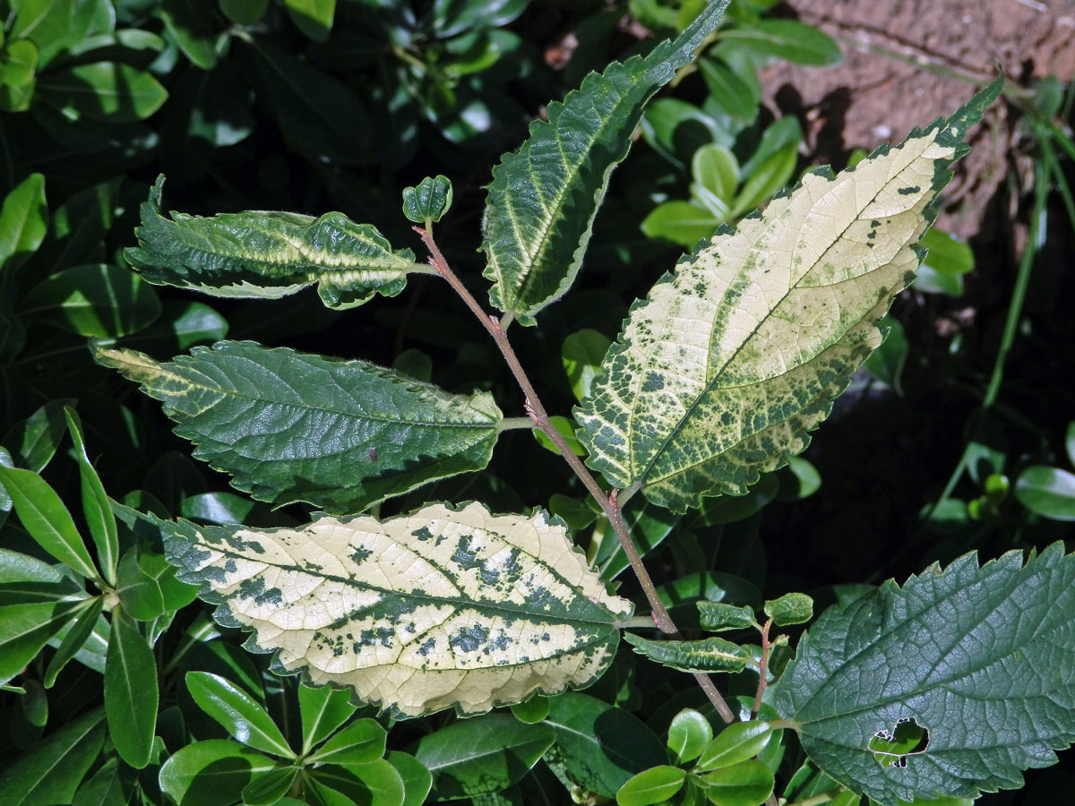 Břestovec jižní (Celtis australis L.), výhonek s panašovanými listy (1a)