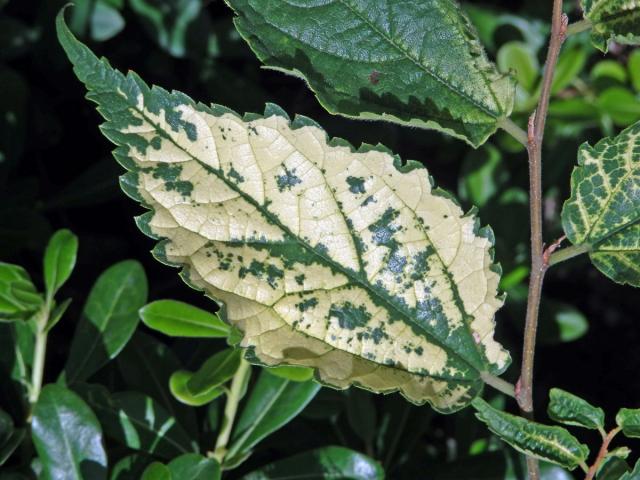 Břestovec jižní (Celtis australis L.), výhonek s panašovanými listy (1c)